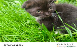 Scottish Fold cats for sale: Scottish fold kittens - Image 8