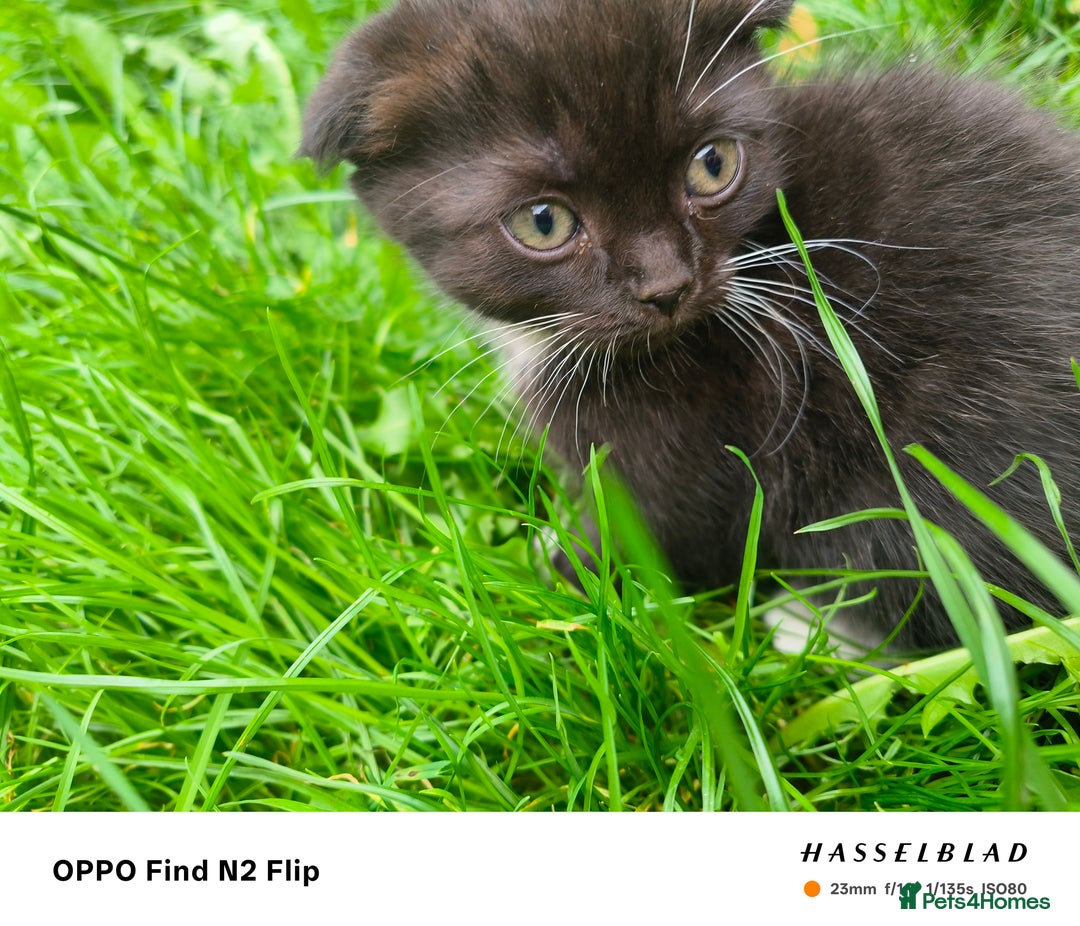 Scottish Fold cats for sale: Scottish fold kittens - Image 8