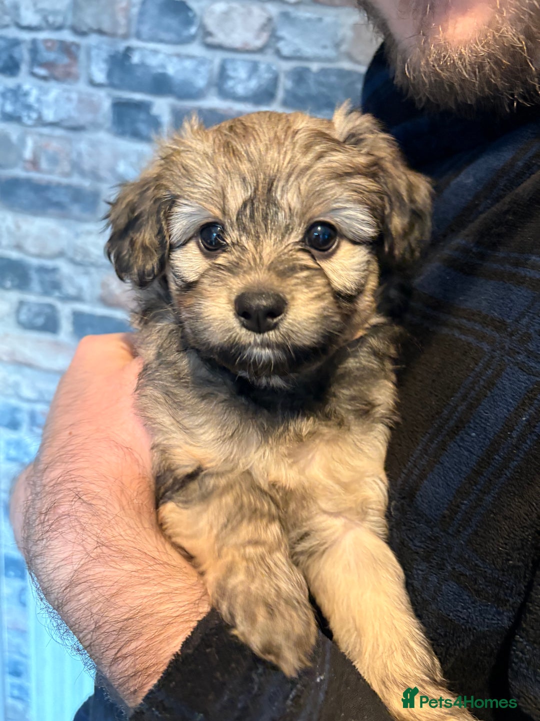 Mixed Breed dogs for sale: Cockapoo cross Pomeranian puppies for sale - Advert 12