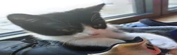 Domestic Shorthair cats for adoption: Bailey & Guinness, approx 14 week old brothers   - Advert 5