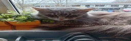 Maine Coon cats for sale: Maine coon for sale  - Advert 3