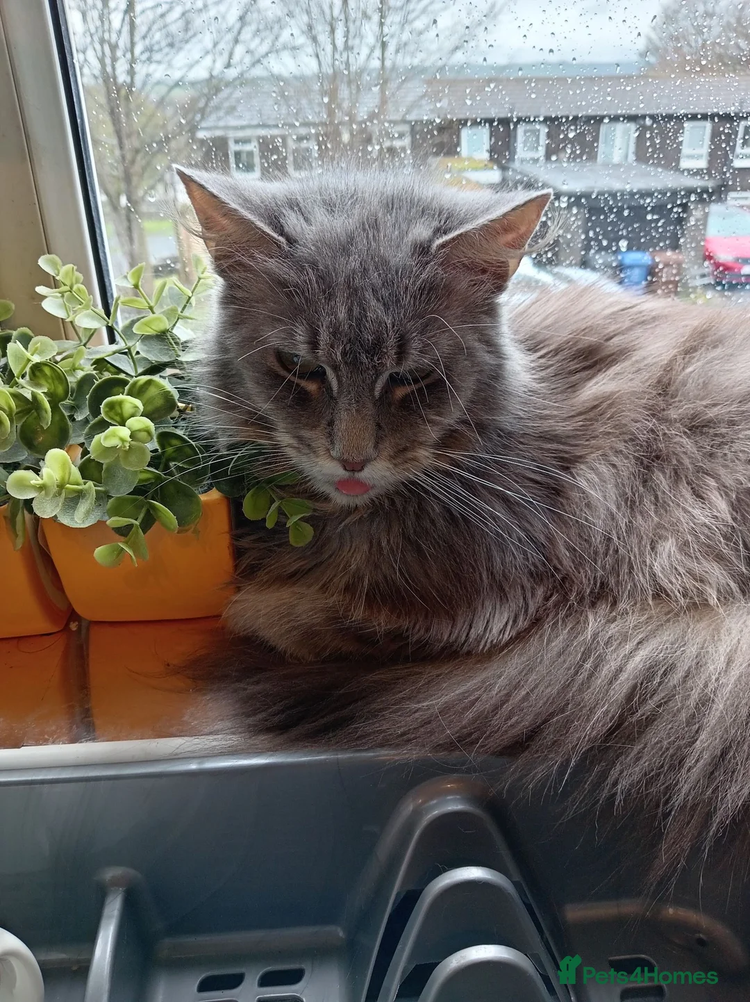 Maine Coon cats for sale: Maine coon for sale  - Advert 3