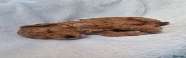 Cockapoo 4
