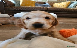 Cocker Spaniel dogs for sale: 🐾 KC Show Cocker Puppies 💛 Fully Health Tested  - Image 14