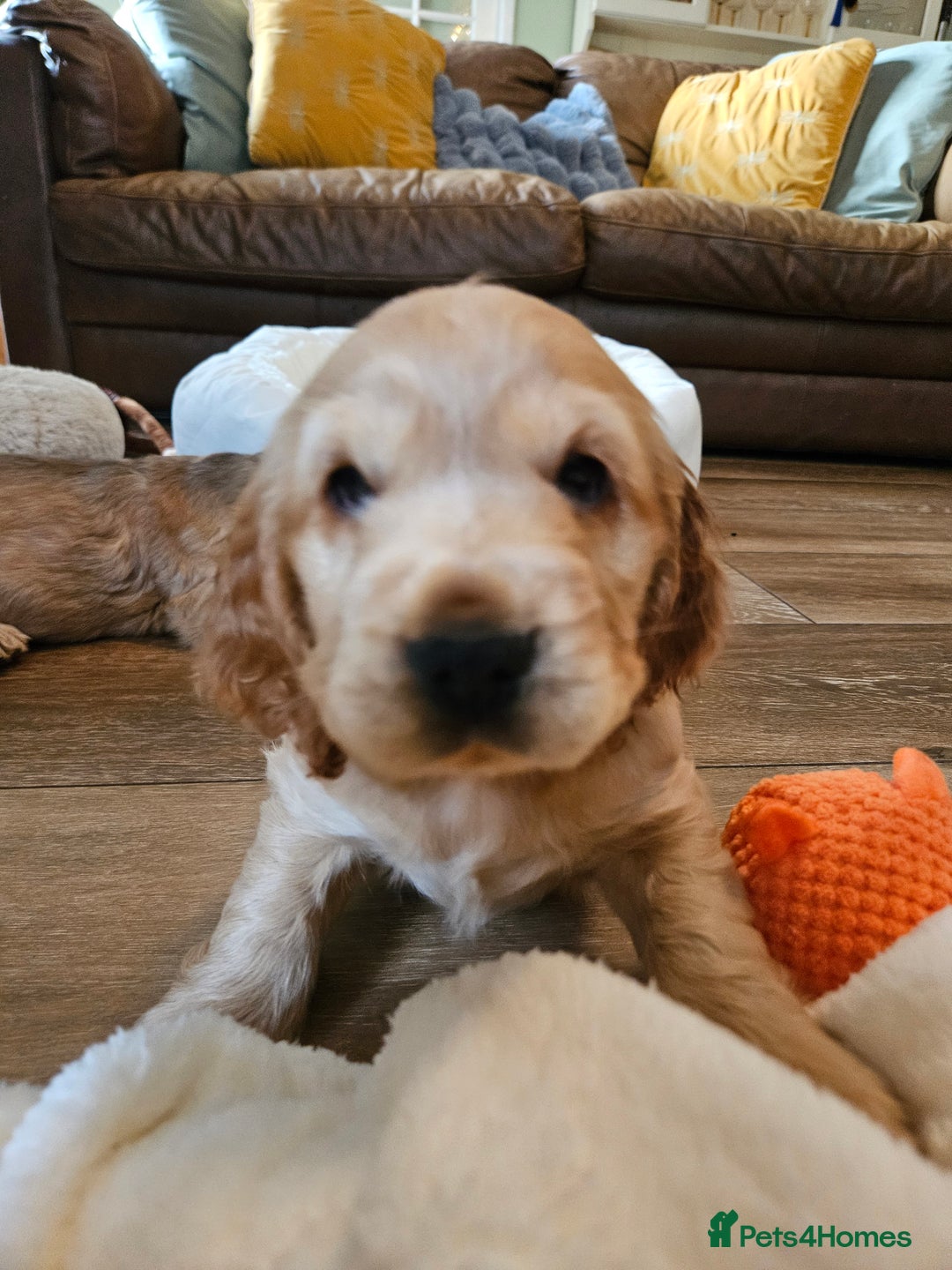 Cocker Spaniel dogs for sale: 🐾 KC Show Cocker Puppies 💛 Fully Health Tested  - Image 14
