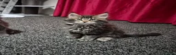 Maine Coon cats for sale: MaineCoon male kittens - Advert 10
