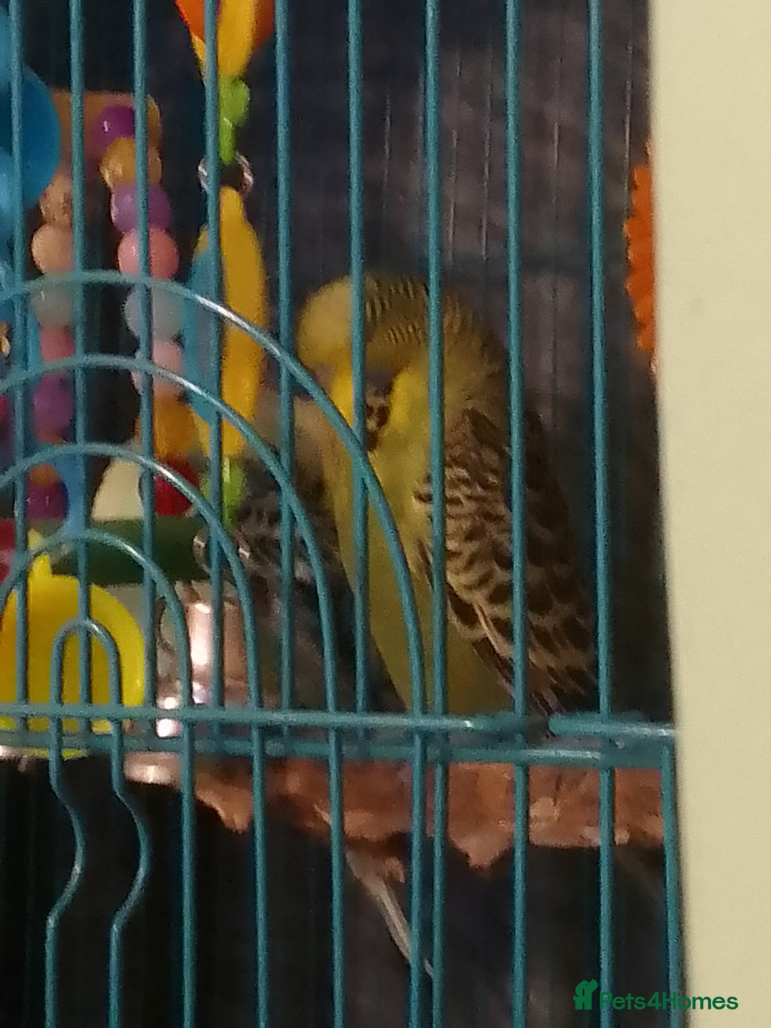 Budgerigars birds for sale: 2 younger budgie for sale - Advert 2