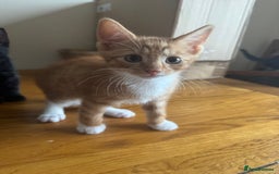 Mixed Breed cats for sale: Mixed kittens  - Image 2