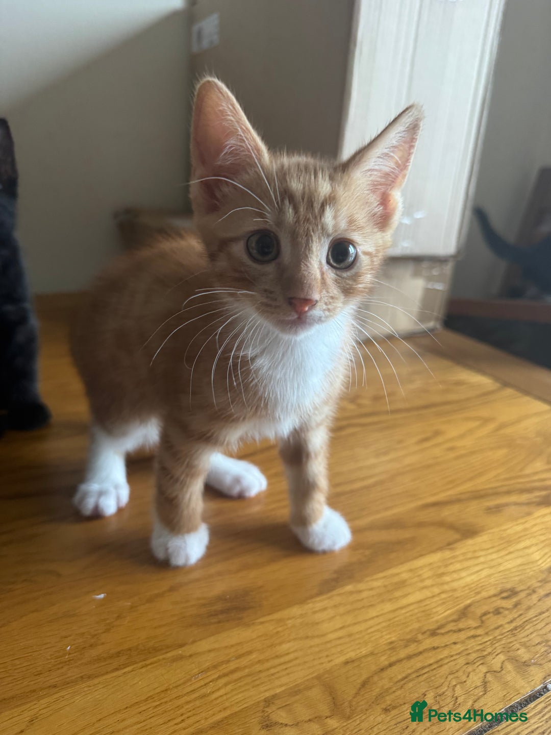 Mixed Breed cats for sale: Mixed kittens  - Image 2