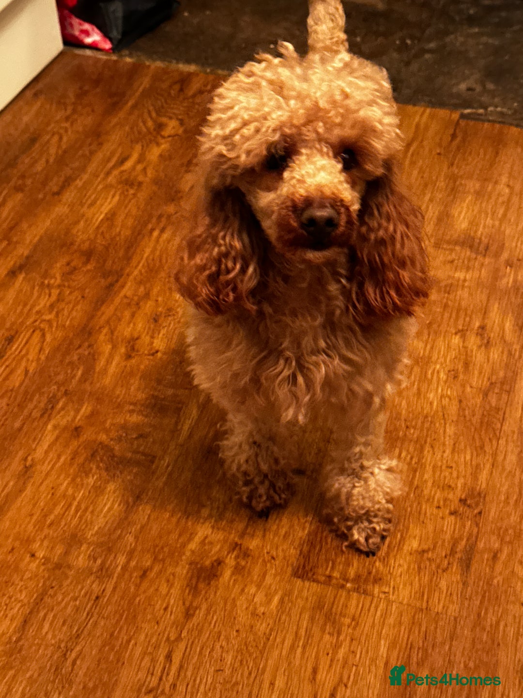 Cavapoo dogs for stud: FULLY Health Tested KC Toy Poodle STUD in Bacup - Advert 8
