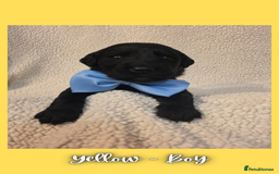 Goldador dogs for sale: Goldador puppies - Image 28