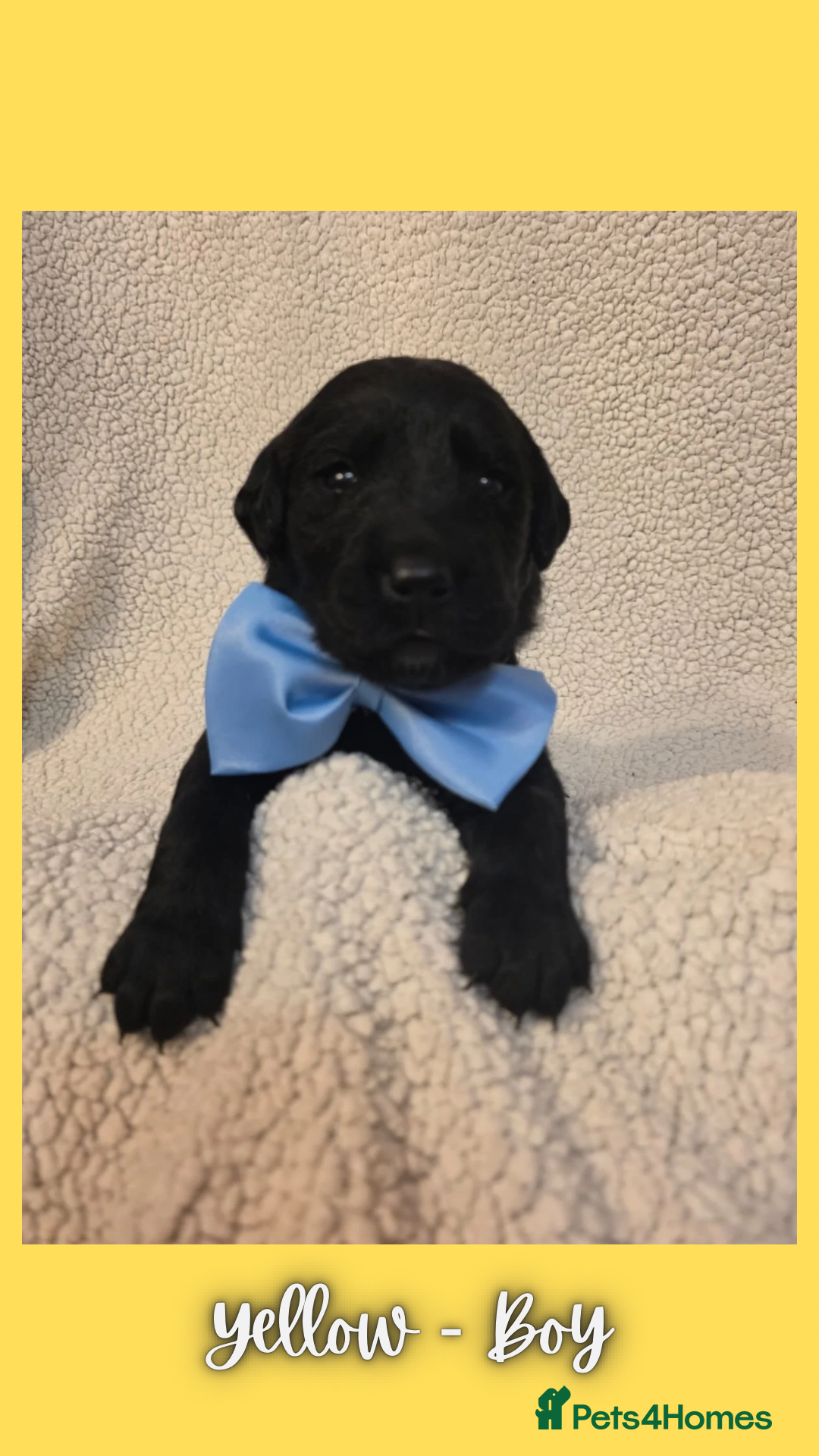 Goldador dogs for sale: Goldador puppies - Image 28