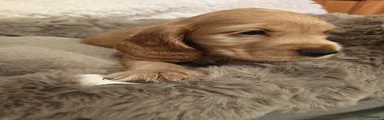 Cocker Spaniel 3