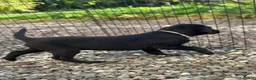 Labrador Retriever dogs for sale: Curious and playful Black Labrador Puppies in Crieff - Advert 13