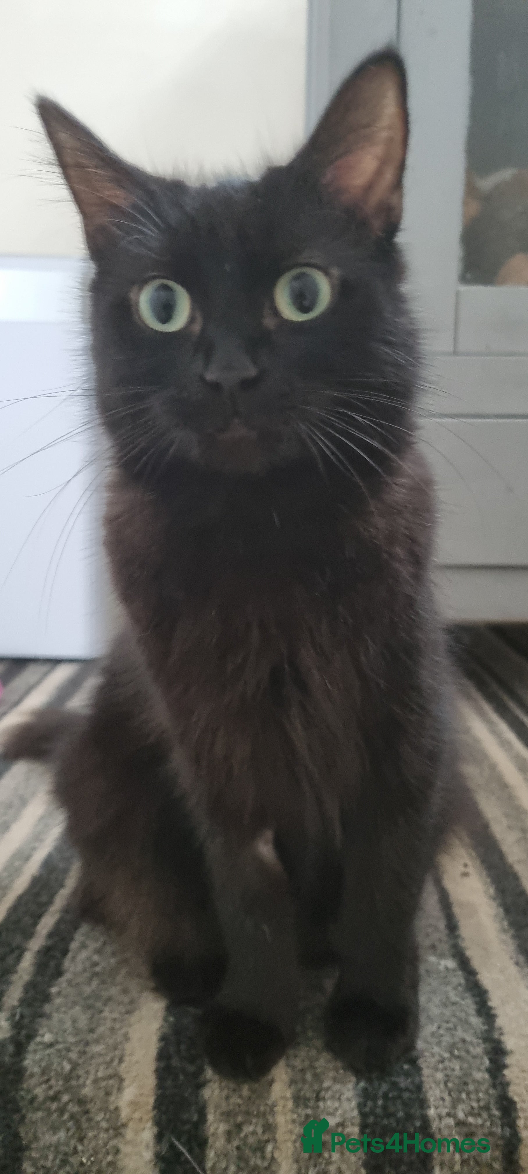 Mixed Breed cats Kittens for sale - Advert 1