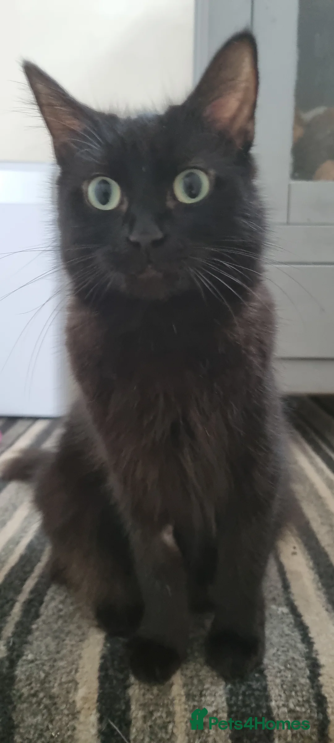 Mixed Breed cats for sale: Kittens for sale - Advert 1