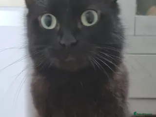 Mixed Breed cats Kittens for sale - Advert 1