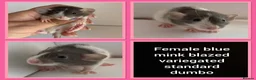 Rat rodents for sale: Adorable baby rats for sale  - Advert 38