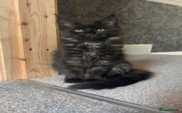 Maine Coon cats for sale: black smoke female  - Image 18