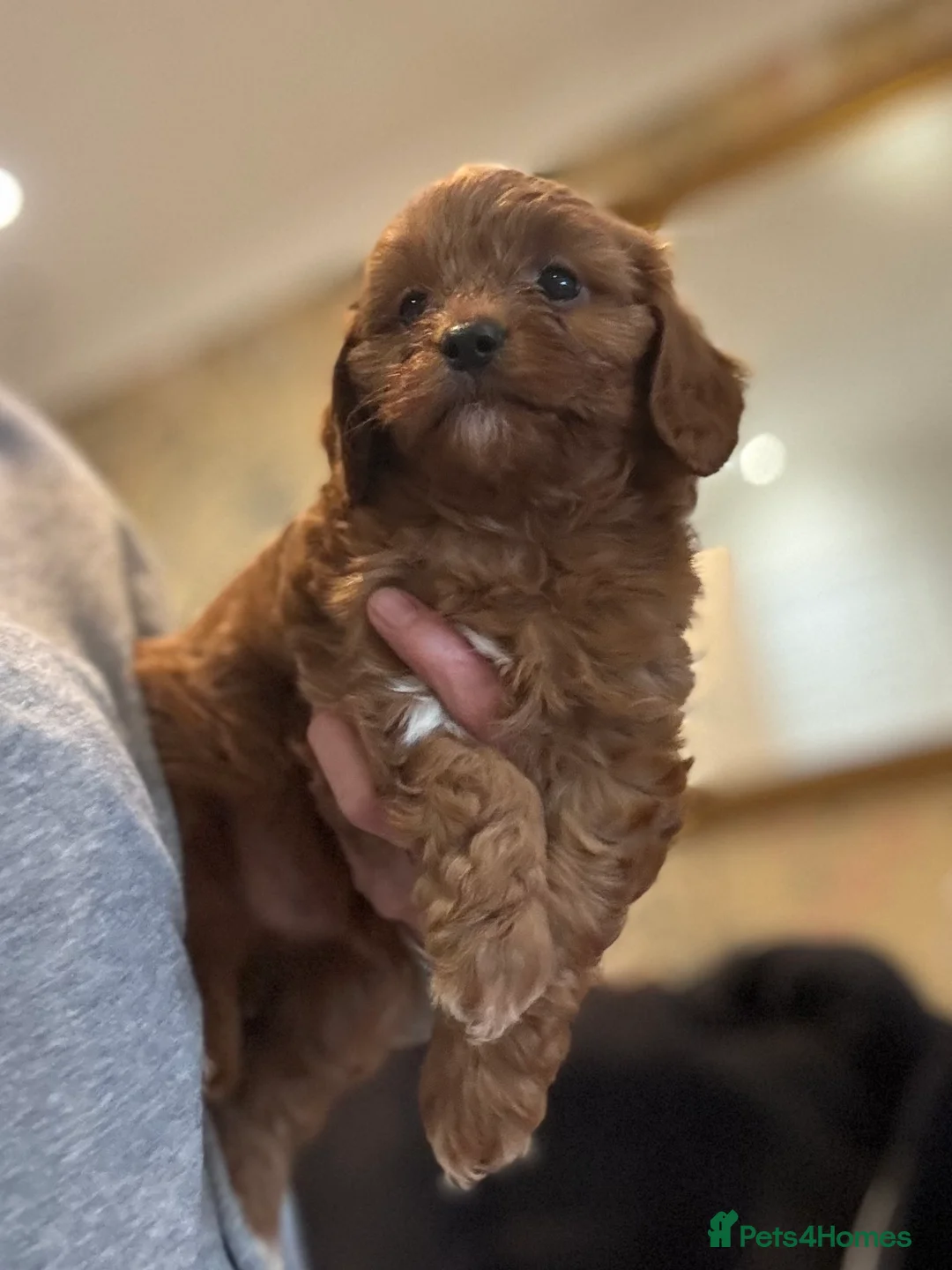 Cavapoo dogs for sale: Cavapoo pups  - Advert 1