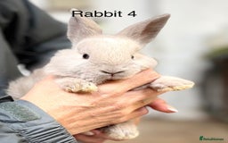 Angora rabbits for sale: Teddy Widder babies for sale  - Image 1