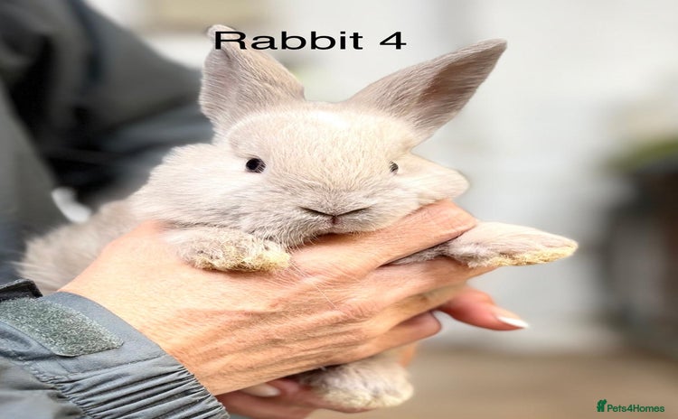 Angora rabbits - Advert 14