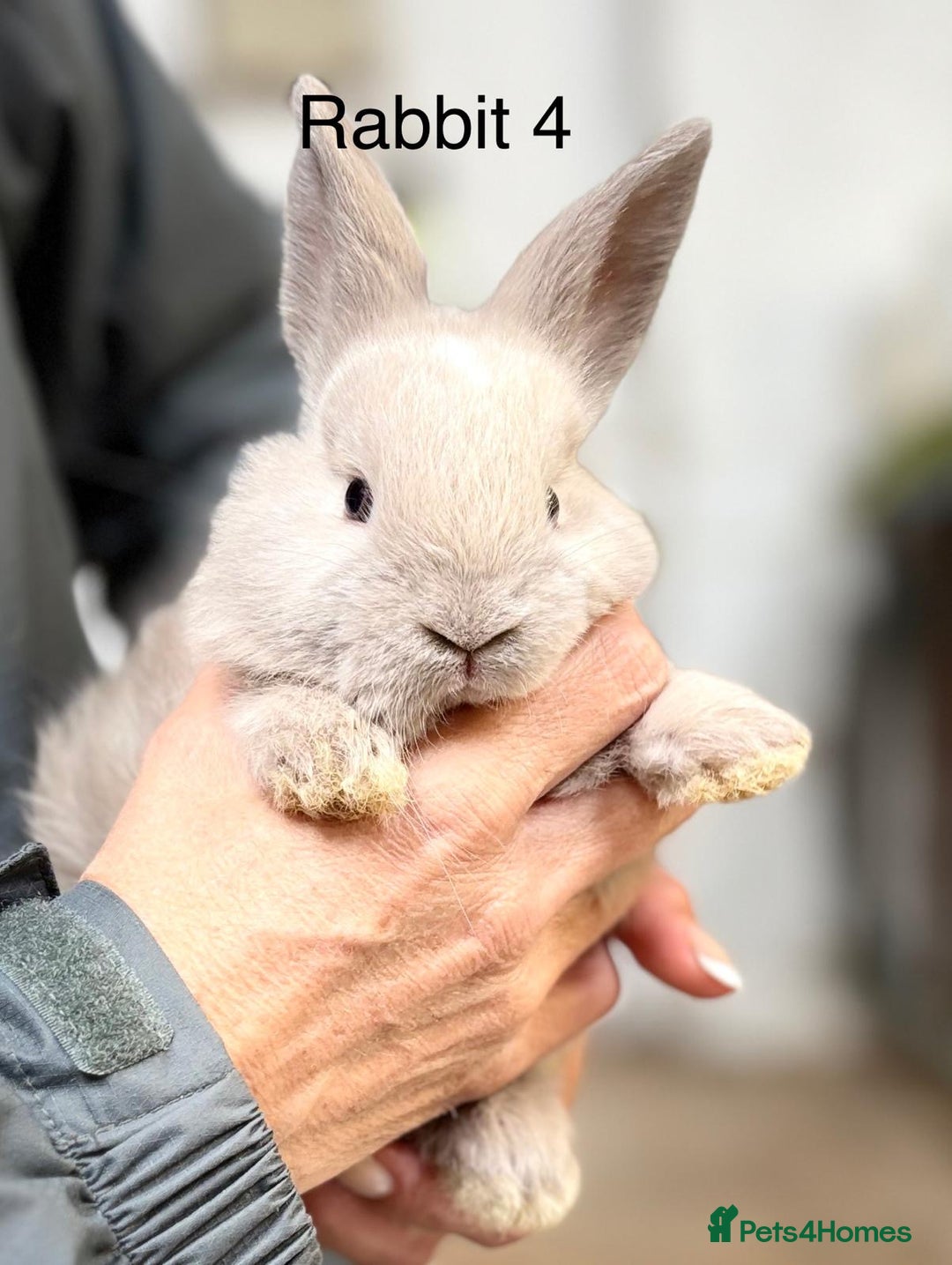 Angora rabbits for sale: Teddy Widder babies for sale  - Image 1