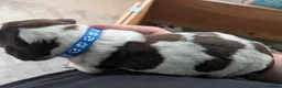 German Shorthaired Pointer dogs for sale: Stunning 3rd Generation Pups Available  - Advert 4