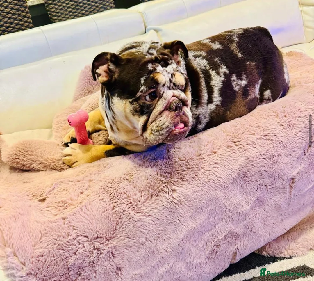 English Bulldog dogs for sale: Stunning English bulldog puppies  - Advert 19