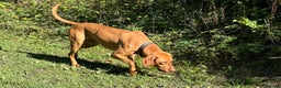 Hungarian Vizsla dogs for stud: The famous Zsivaly Champion sired imported stud in Loughborough - Advert 2