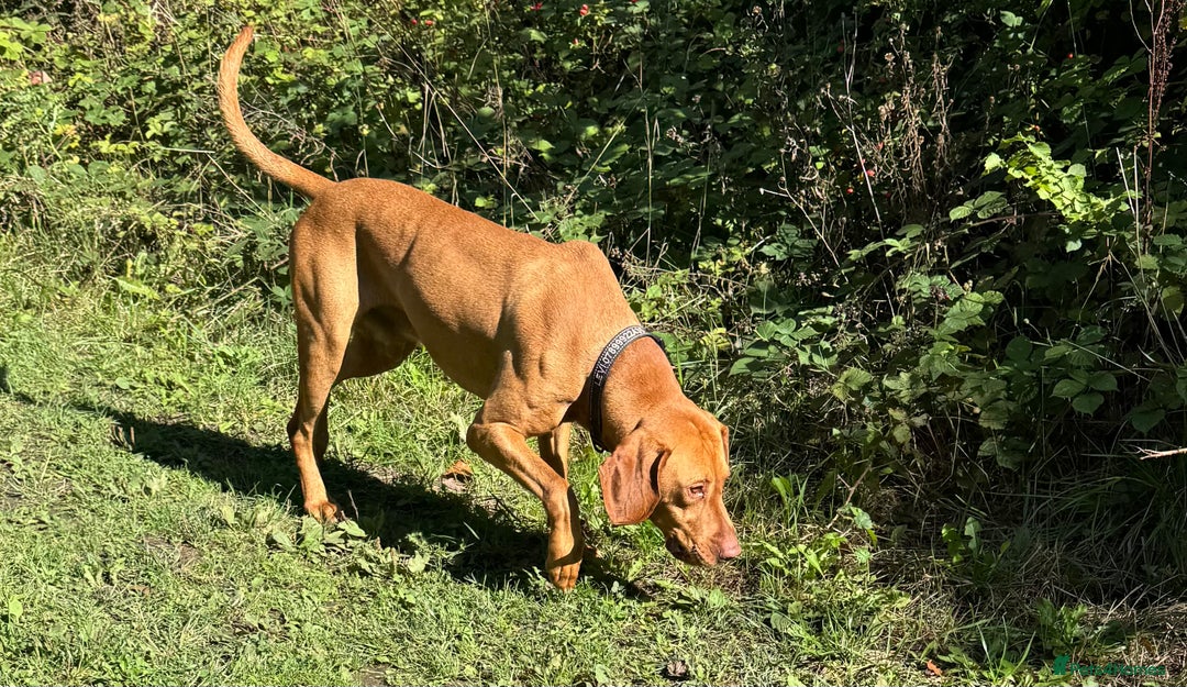 Hungarian Vizsla dogs for stud: The famous Zsivaly Champion sired imported stud in Loughborough - Image 1