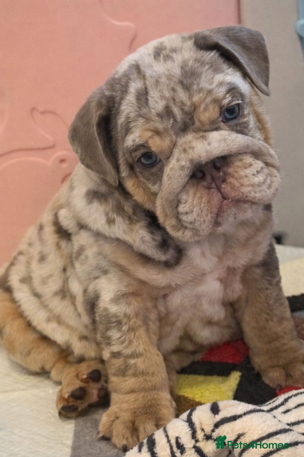 English Bulldog dogs KC Registered EB Pups Fully health Tested Parents  - Advert 1