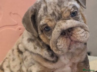 English Bulldog dogs KC Registered EB Pups Fully health Tested Parents - Advert 15