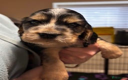 Cocker Spaniel dogs for sale: ⭐️ 1 Girl Ready for new home ⭐️ - Image 10