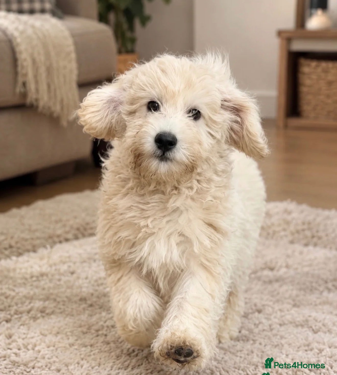Mini Goldendoodle dogs F1B Mini Goldendoodles – only one girl available - Advert 1