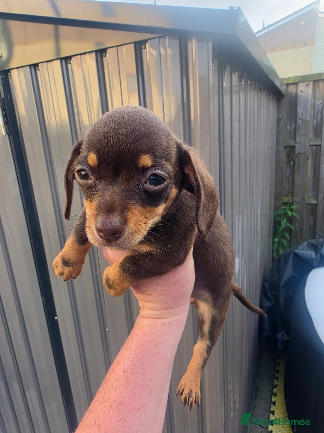 Chiweenie dogs for sale: Chiweenie puppies - Advert 2
