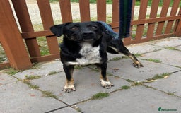 Mixed Breed dogs for adoption: Whiskey. Norwich Norfolk  - Image 10