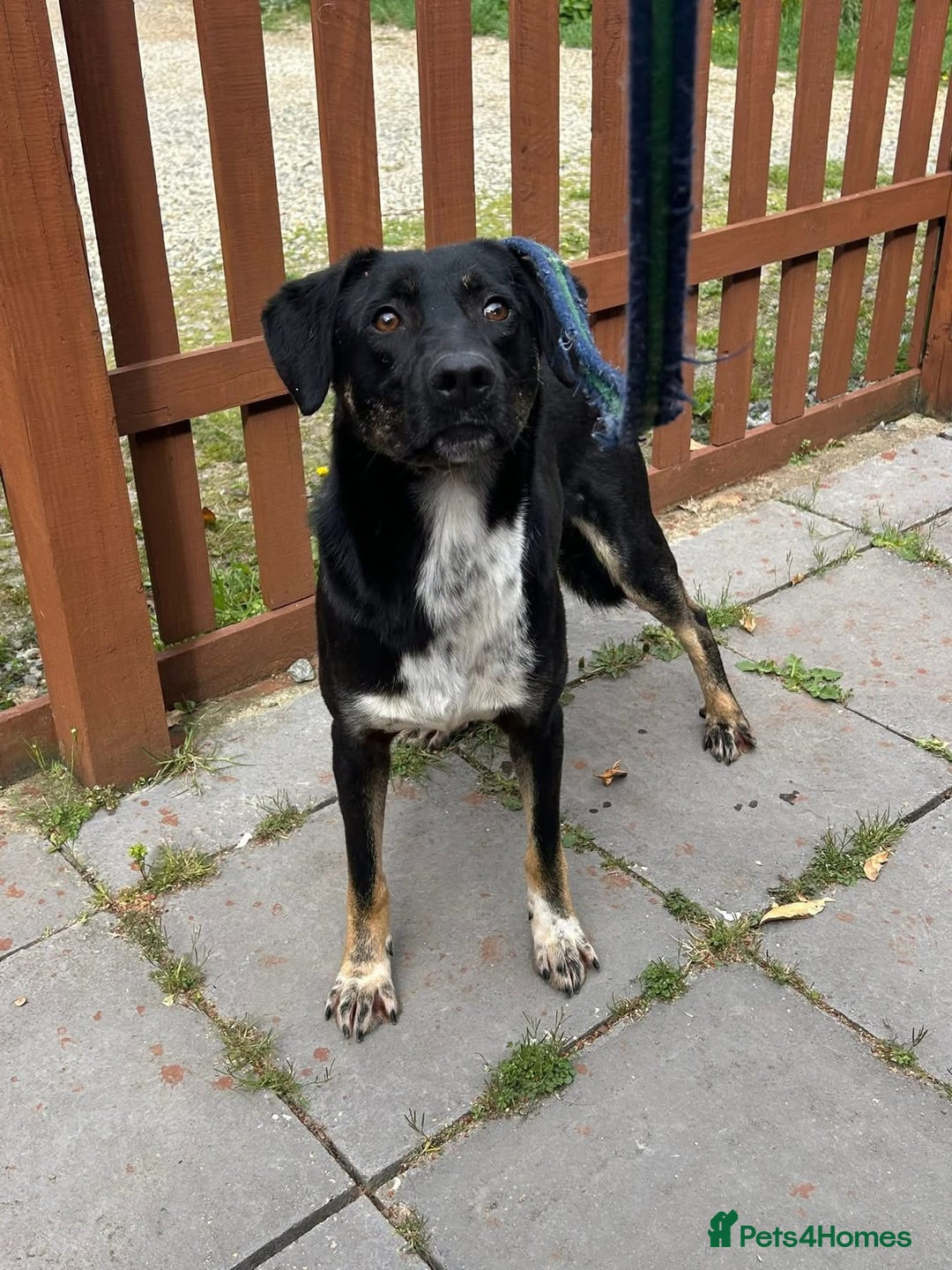 Mixed Breed dogs for adoption: Whiskey. Norwich Norfolk  - Image 10