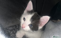 Ragdoll cats for sale: Male kittens  - Image 11
