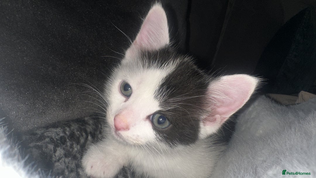 Ragdoll cats for sale: Male kittens  - Image 11