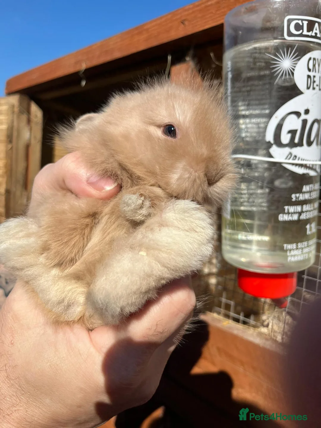 Lionhead rabbits for sale: Lionhead babies  - Advert 2