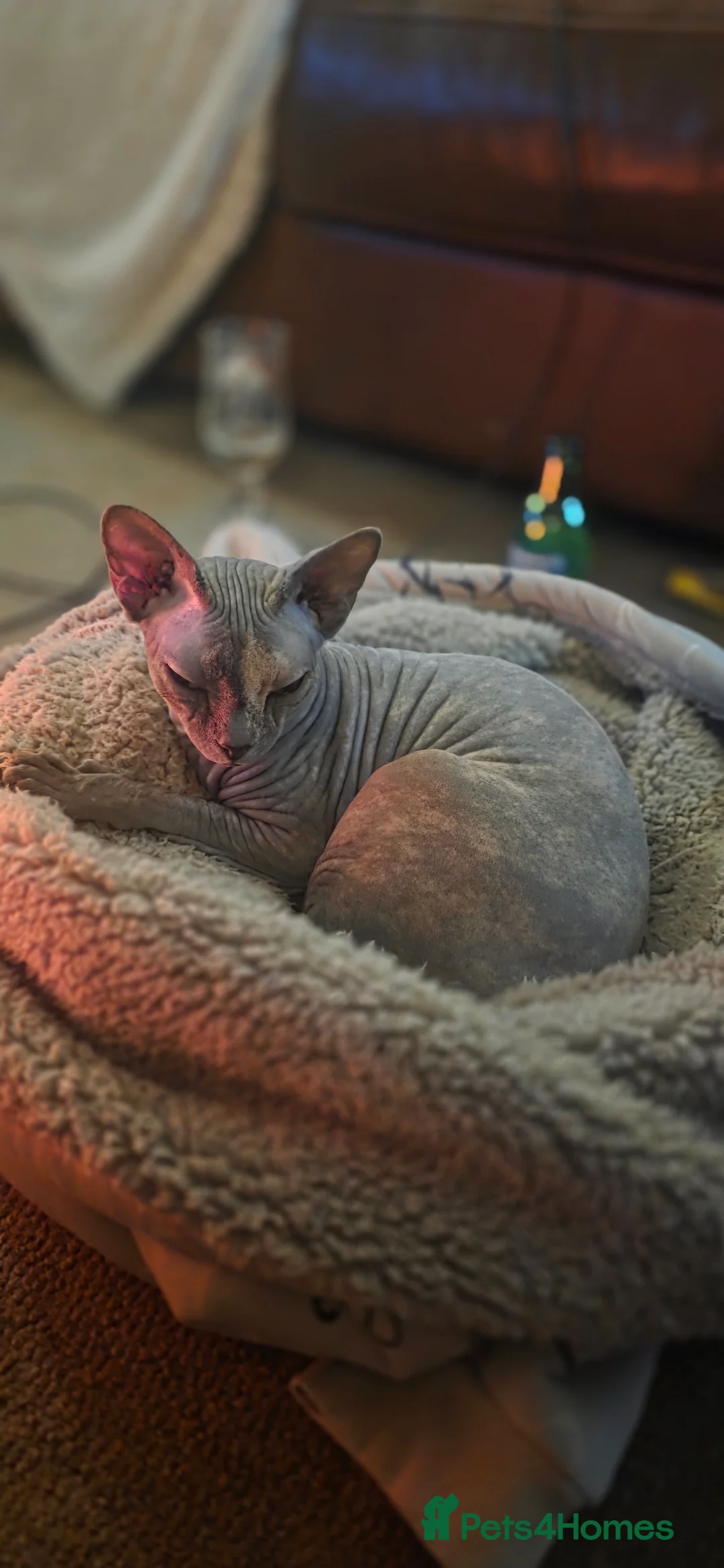 Sphynx cats for sale: Pixie needs a loving home  in Ilkeston - Advert 2