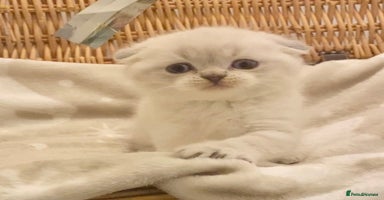 British Shorthair cats - Advert 13