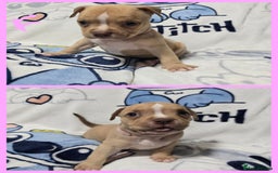 American Bully dogs for sale: Super chunky pocket bullies Ready to leave! - Image 3