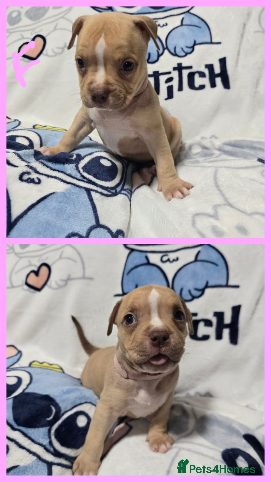 American Bully dogs for sale: Super chunky pocket bullies Ready to leave! - Image 3