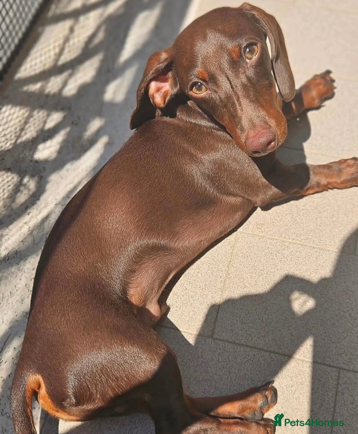 Dachshund dogs 4 beautiful miniature Dachshund  - Advert 2