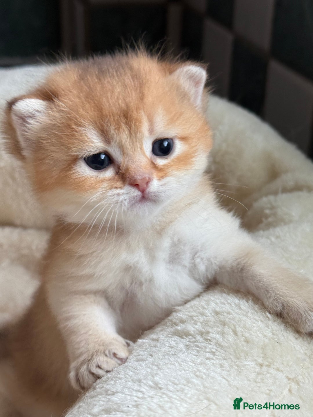 British Longhair cats for sale: GCCF reg BLH Black and Chocolate Golden kittens - Image 2