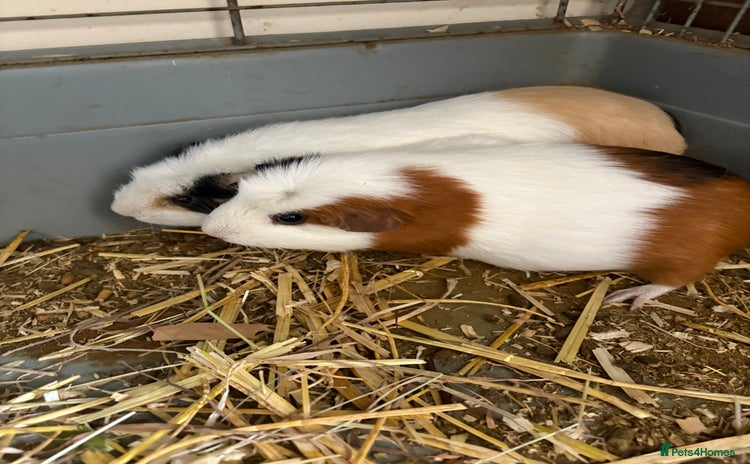 Guinea Pig rodents - Advert 6