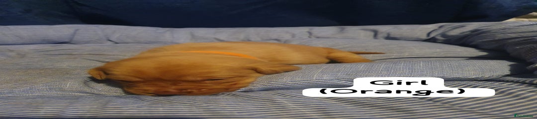 Labrador Retriever Puppy 9 (orange collar)