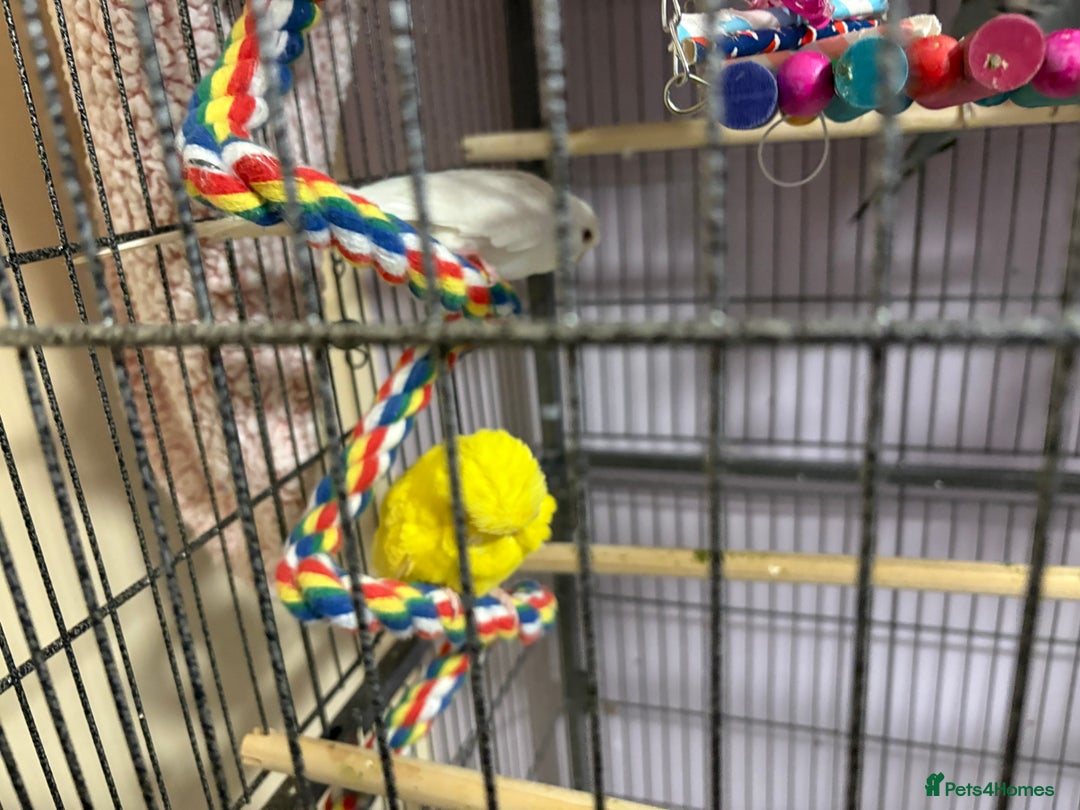 Budgerigars birds for sale: Exhibition Budgies male and female - Advert 3